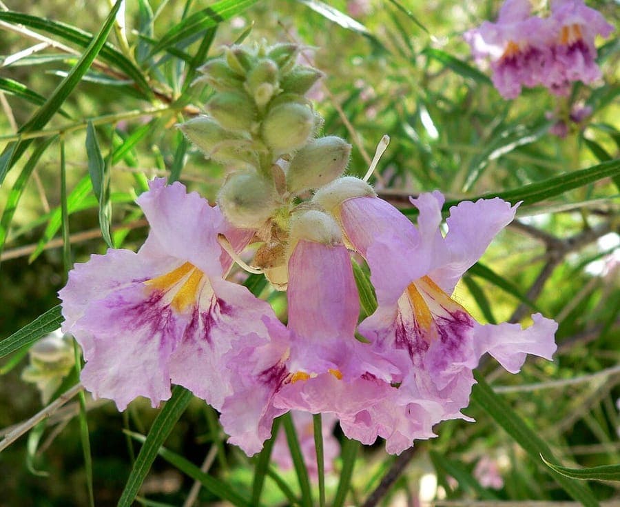 Chilopsis linearis desert willow with large pink-purple trumpet flowers on slender willow-like branches
