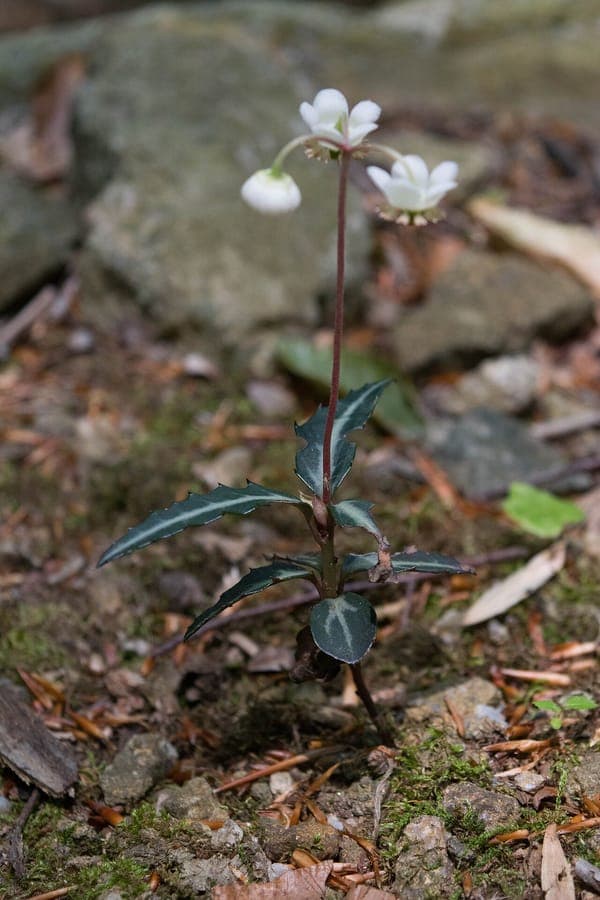Chimaphila maculata mit gefleckten dunkelgrunen Blattern und weissen Blueten