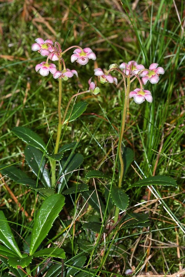 Chimaphila umbellata mit rosa Bluten
