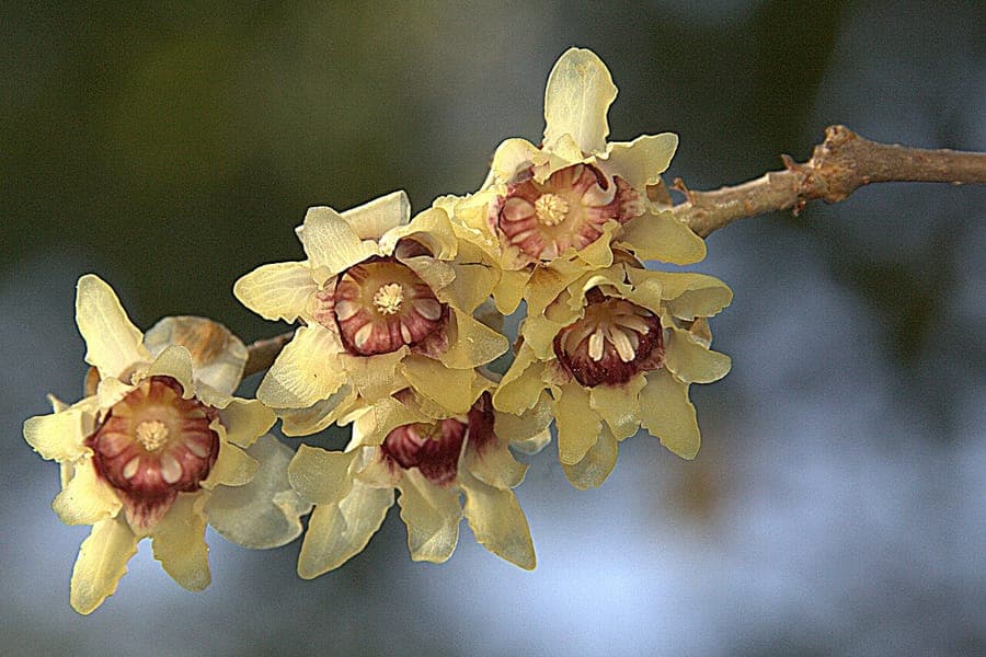 Yellow flowers of Chimonanthus praecox during winter