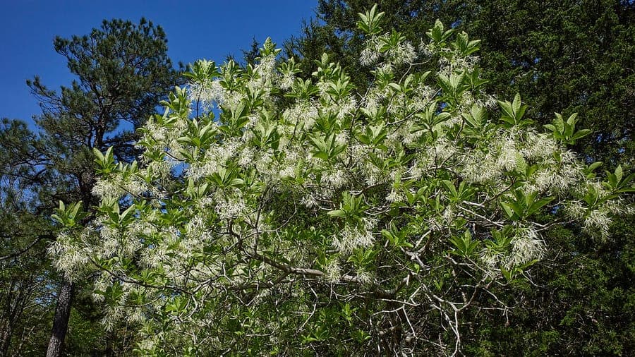 Chionanthus virginicus in natuurlijke omgeving