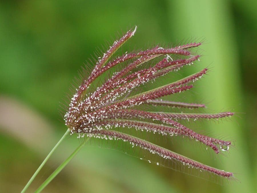 Chloris barbata Riesenfingergrass mit charakteristischen fingerformigen Bluetendolden