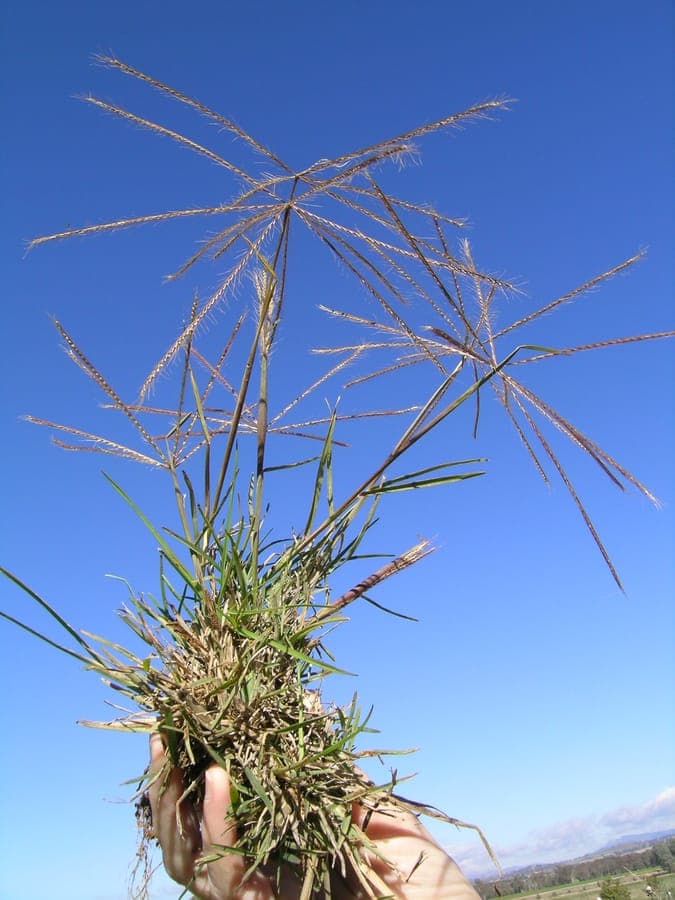 Australian fingergrass displaying its characteristic finger-like flower spikes