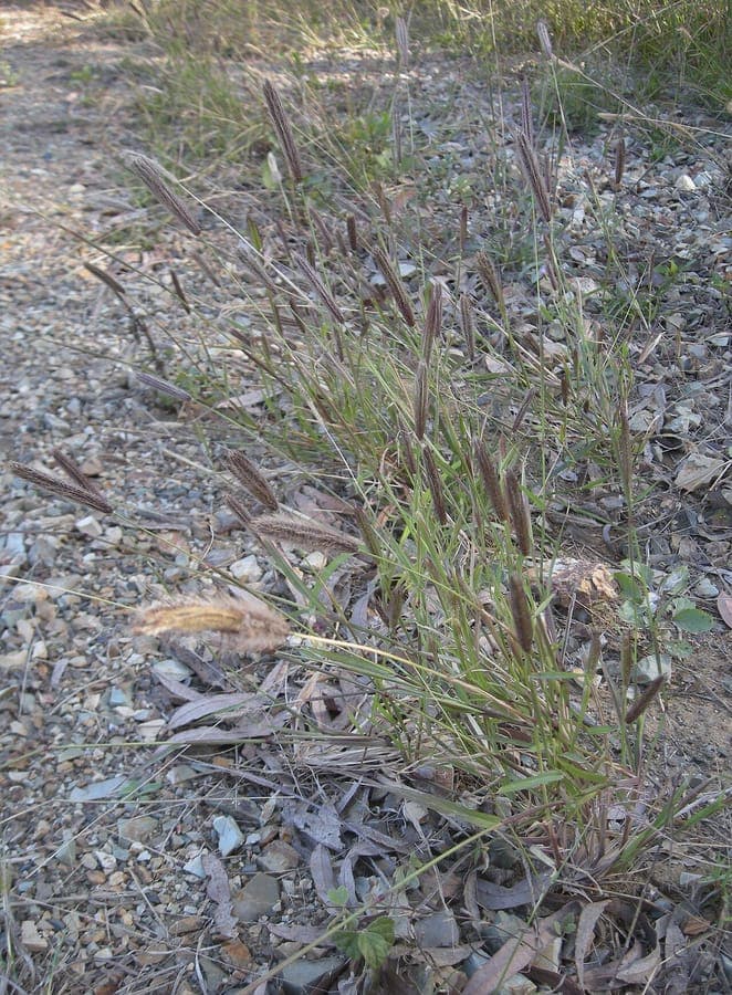 Chloris virgata herbe fetuque plumeuse avec epis delicats