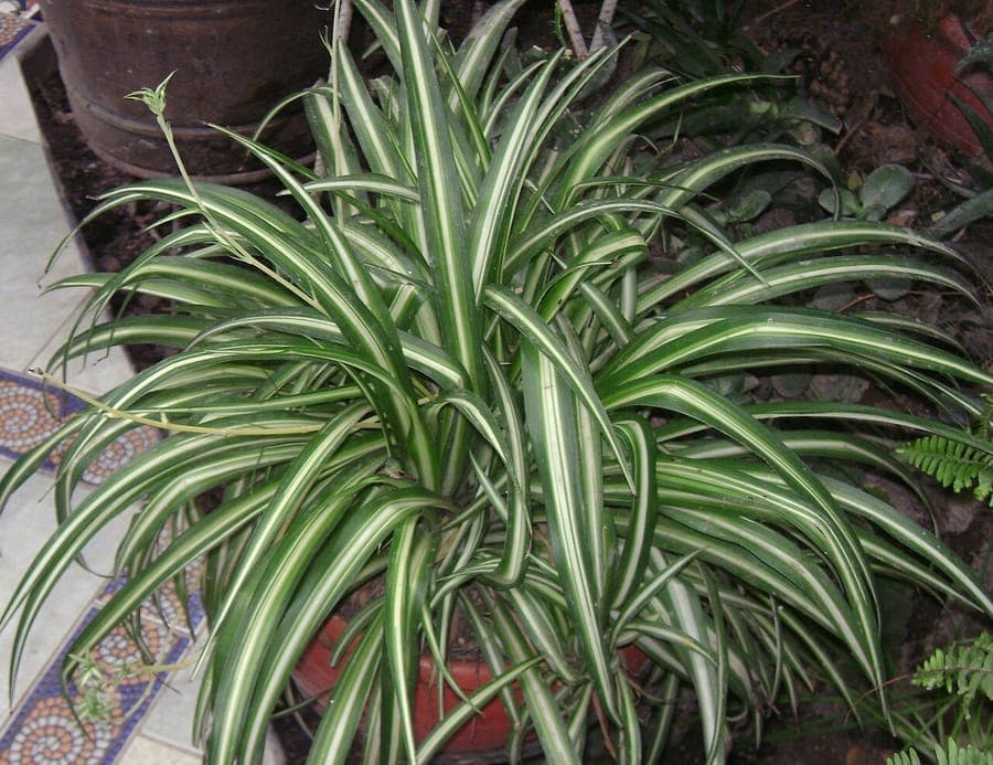Chlorophytum comosum spider plant with dangling runners and plantlets