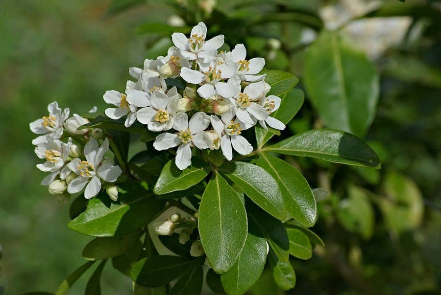 Choisya ternata Mexikanische Orangenblume Blute