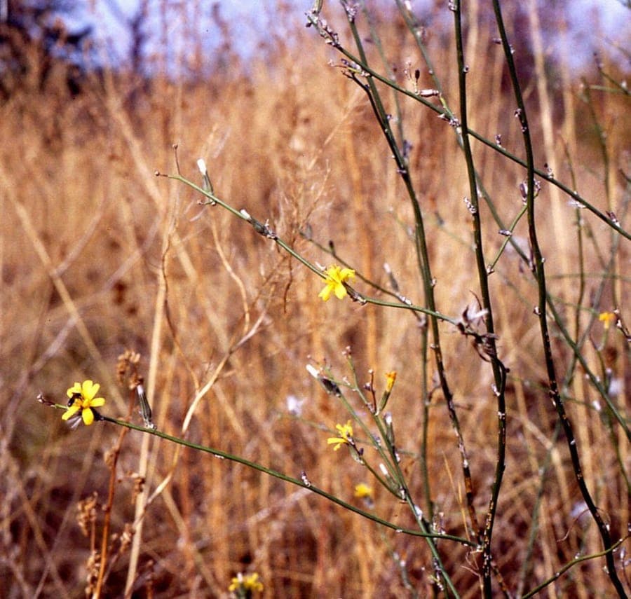 Chondrilla juncea in full bloom on a dry, sandy slope with bright yellow flowers and upright stems