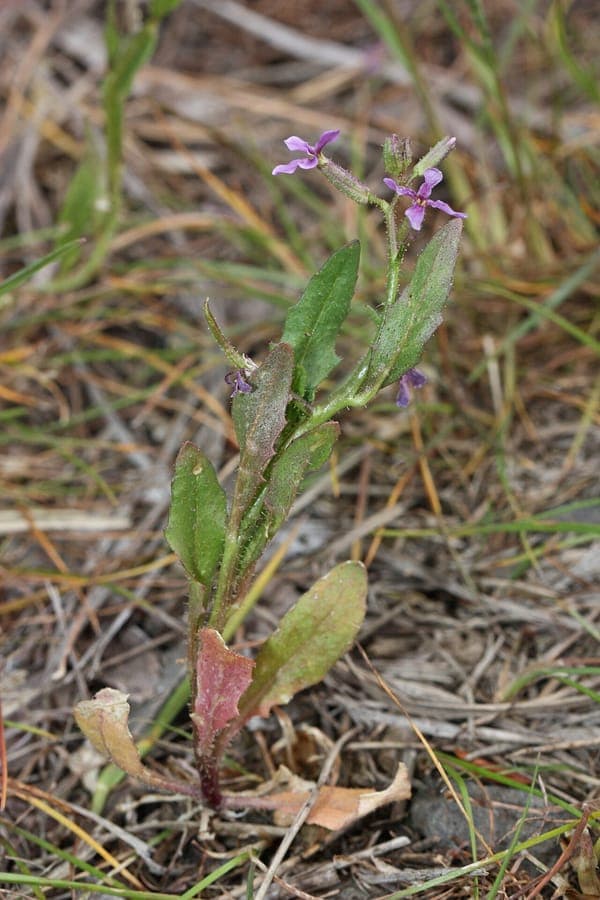 Chorispora tenella with purple flowers