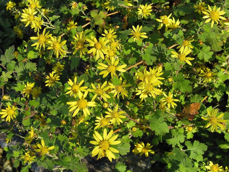 Chrysanthemum indicum in voller Herbstblüte, mit eng gewundenen Blütenblättern in warmen Gelb- und Rottönen