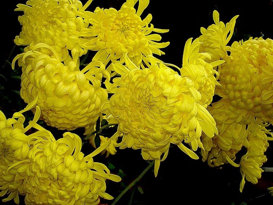 Garden chrysanthemum with full blooms