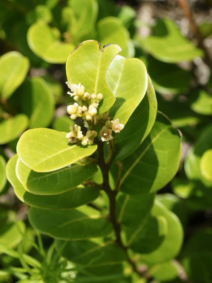 Chrysobalanus icaco - coco plum fruit