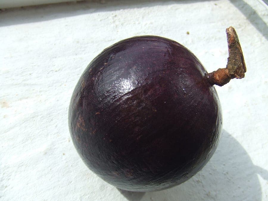 Chrysophyllum cainito star apple with characteristic star-shaped fruits