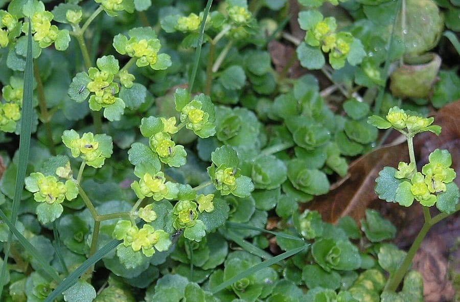 Opposite-leaved golden saxifrage in full bloom along a shaded woodland edge, with tiny yellow flowers nestled among glossy green leaves.