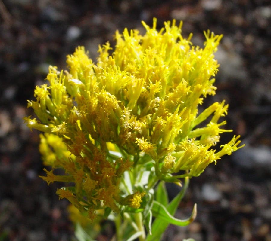 Chrysothamnus viscidiflorus shrub with golden yellow flower clusters