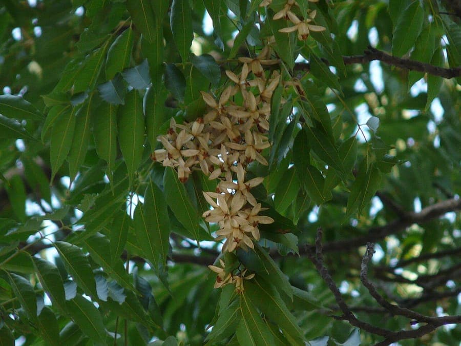Chukrasia tabularis leaves and bark