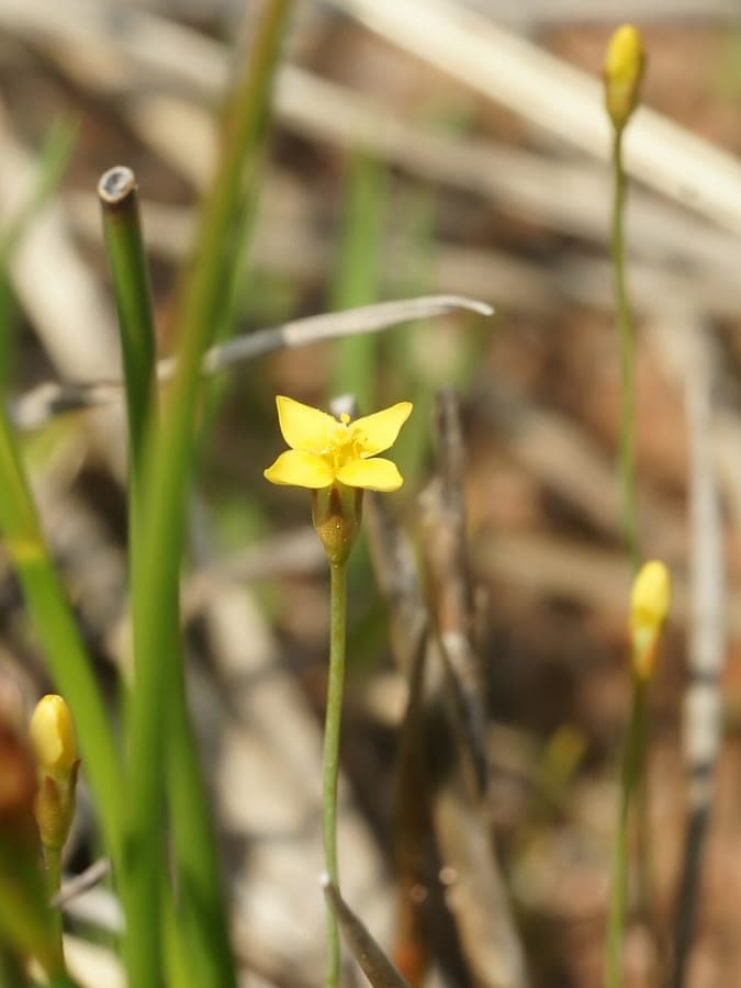 Delicate yellow flowers of Yellow centaury (Cicendia filiformis) blooming in a sunny heathland with fine mossy ground cover
