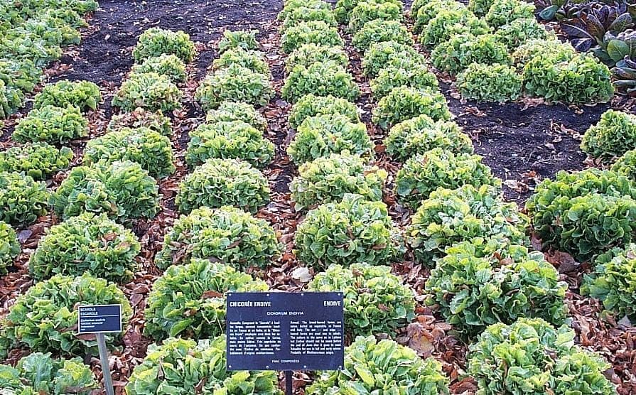 Fresh endive plant with curly leaves in a garden bed under sunlight