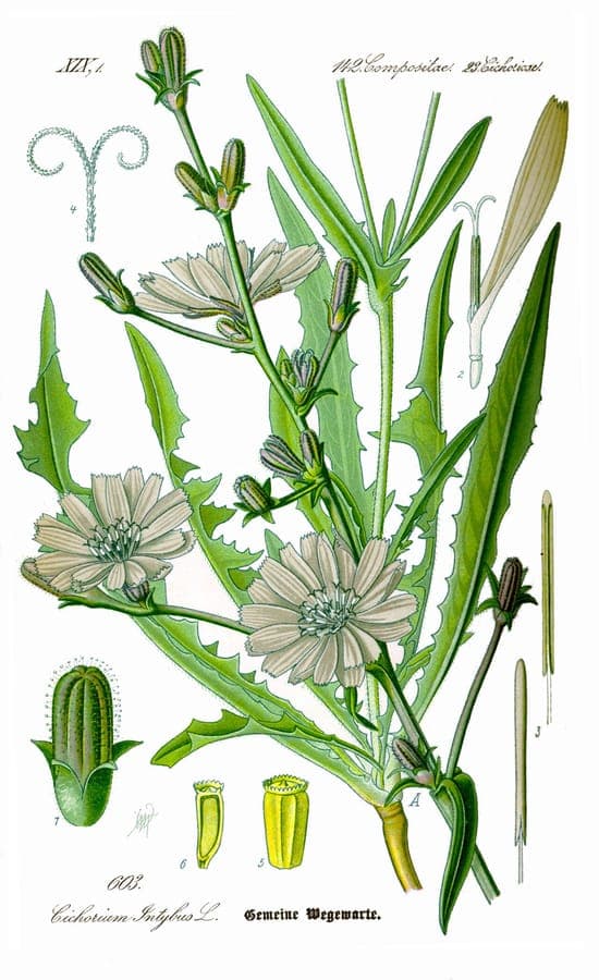Wilde cichorei met blauwe bloemen in volle bloei op een zonnig grasveld