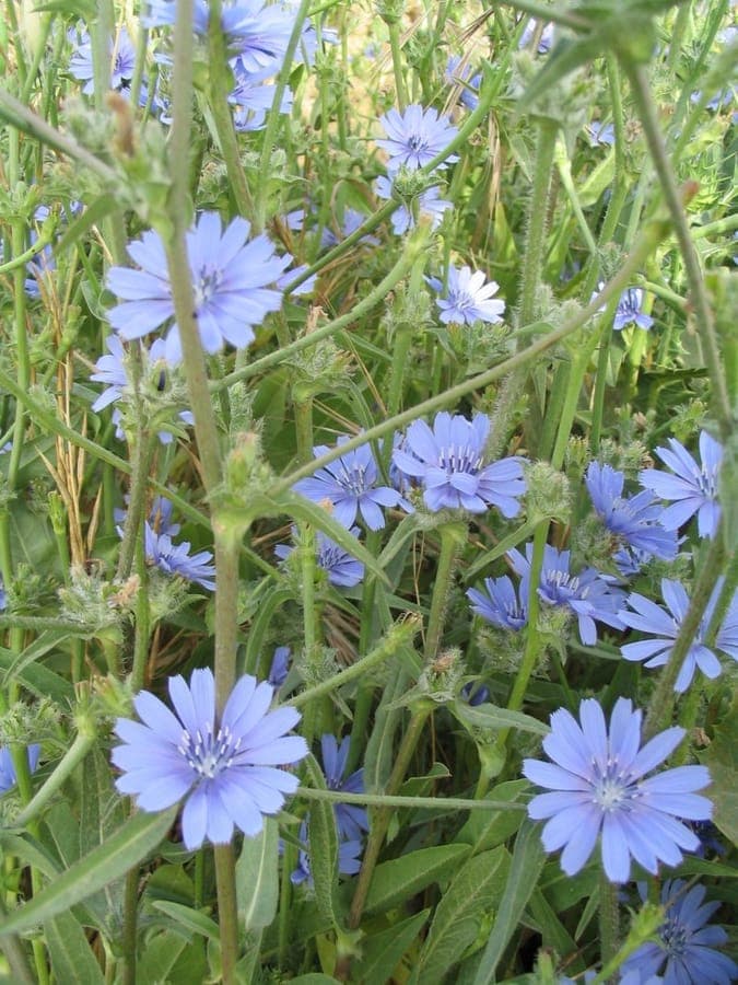 Cichorium pumilum aux fleurs bleues délicates