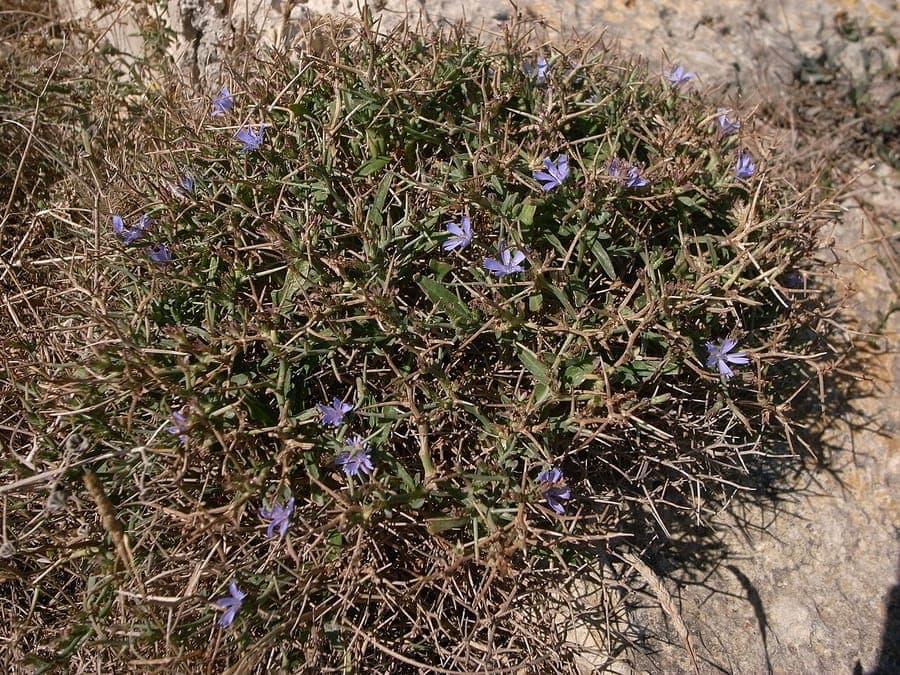Cichorium spinosum with beautiful blue flowers and spiny foliage