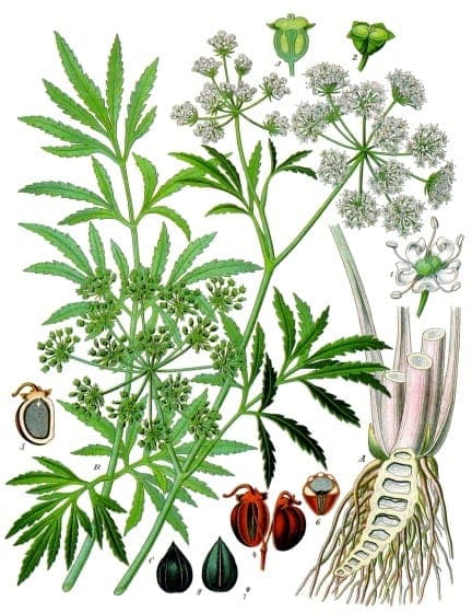 Cowbane (Cicuta virosa) with white flowers in a sunny, damp meadow environment