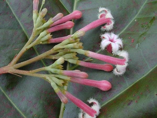 Cinchona pubescens quinine tree with characteristic leaves and pink flowers