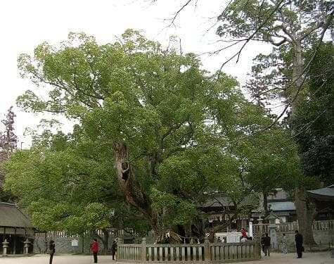 Cinnamomum camphora camphor tree with glossy green foliage