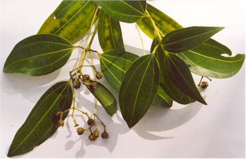 Cinnamon tree with its characteristic glossy green foliage and silhouette