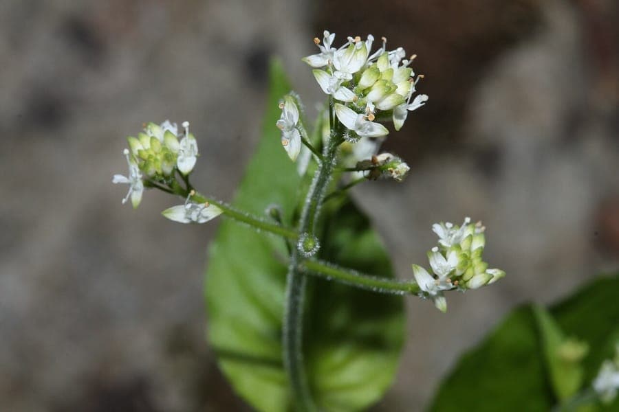 Gebirgs-Hexenkraut im lichten Wald, mit kleinen weißen Blüten und herzförmigen Blättern