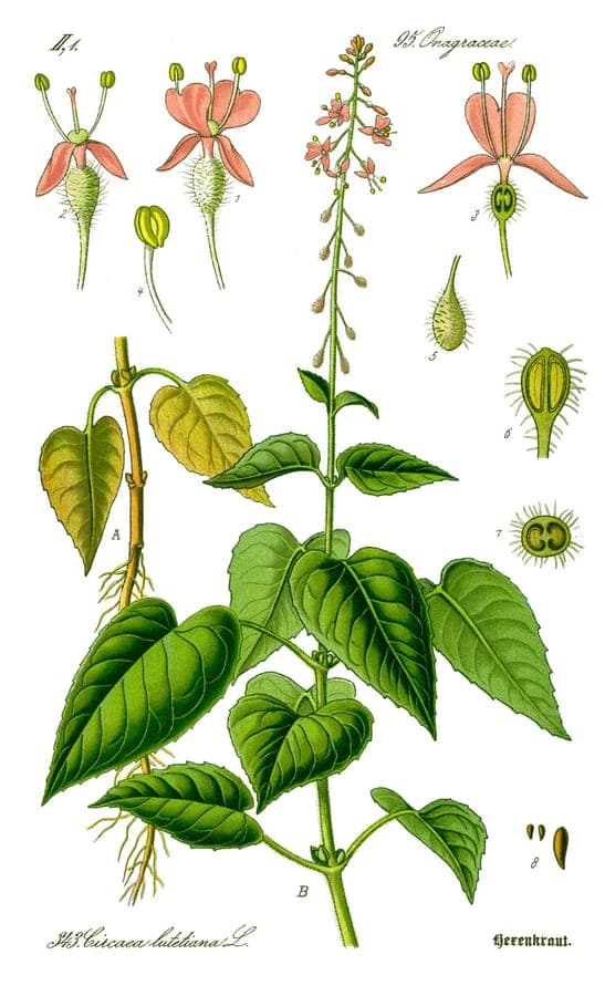 Circée de paris avec de petites fleurs blanches dans un sous-bois frais et humide