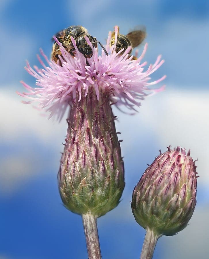 California thistle with purple flower heads in a sunny meadow garden