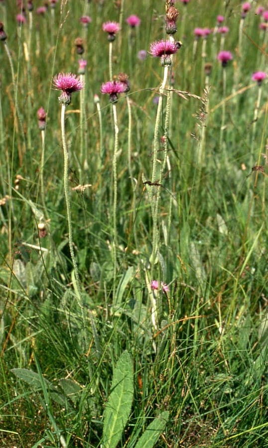 Spaanse ruiter in volle bloei op een vochtige graslandrand, met fijngesneden bladeren en paarse kroonbloemen
