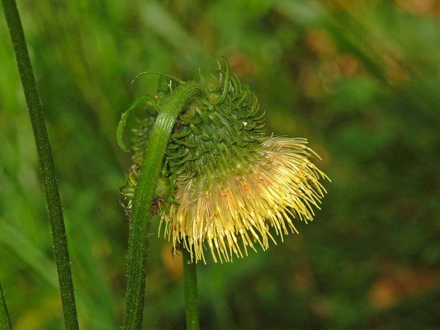 Golden-yellow flowers of Yellow Thistle