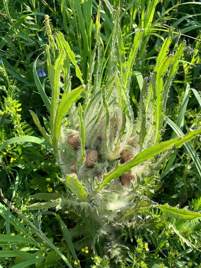 Cirsium foliosum leafy elk thistle with white flower heads