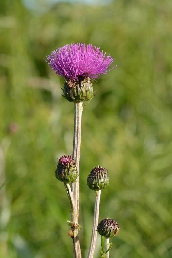 Melancholy thistle in full bloom on a sunny slope with bees and butterflies nearby