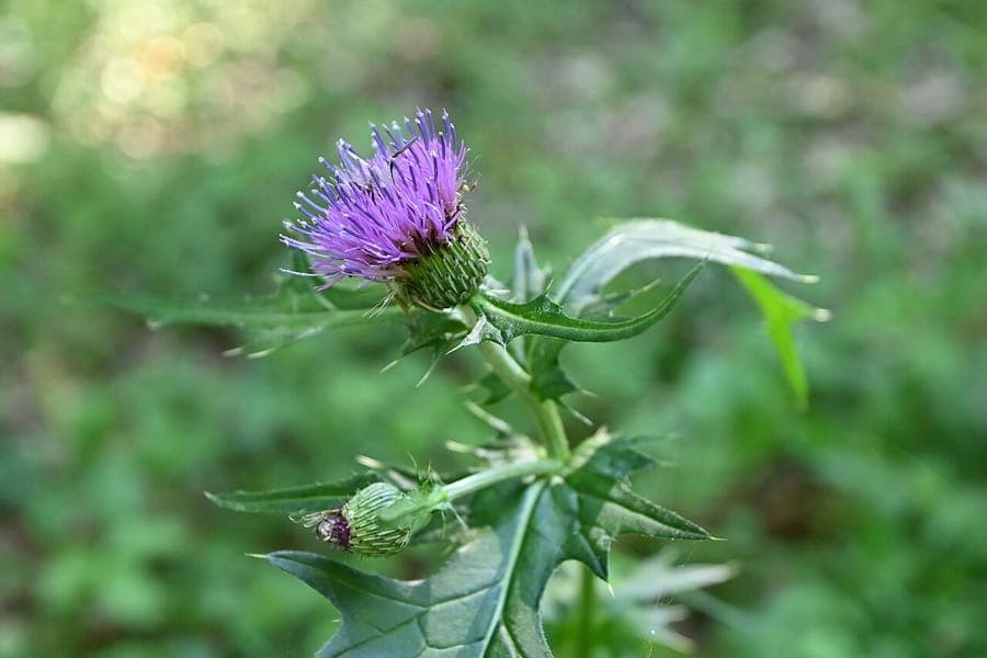 Fleurs et feuillage de Cirsium japonicum