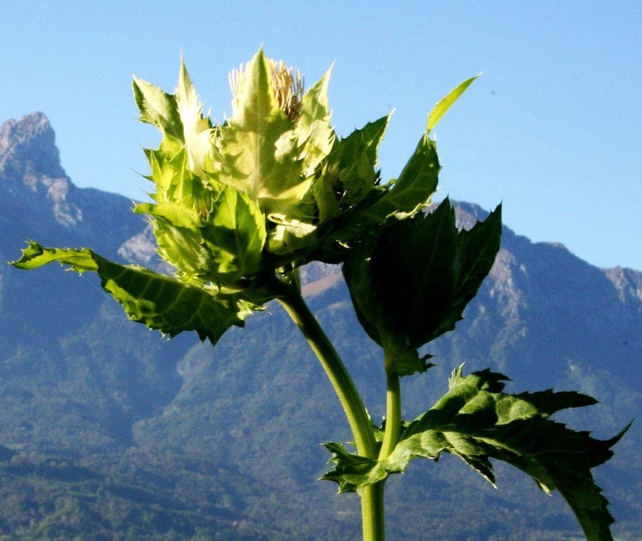 Cirsium oleraceum mit gelben Blütenköpfen