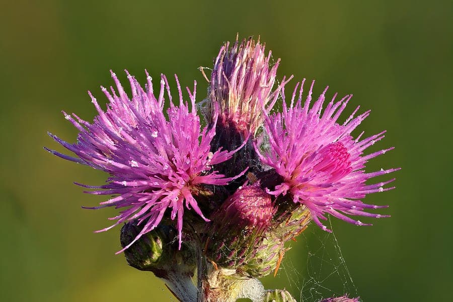 Kale jonker in volle bloei op een vochtige plek in de tuin