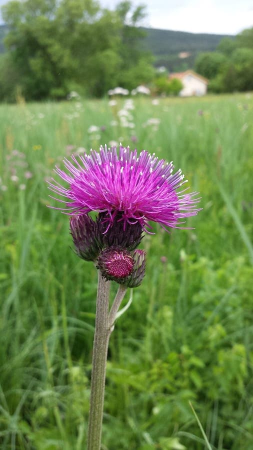 Healthy Brook thistle with purple flower heads in a summer border