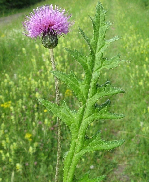 Inflorescence pourpre du cirse tubéreux en pleine floraison sur une pente ensoleillée