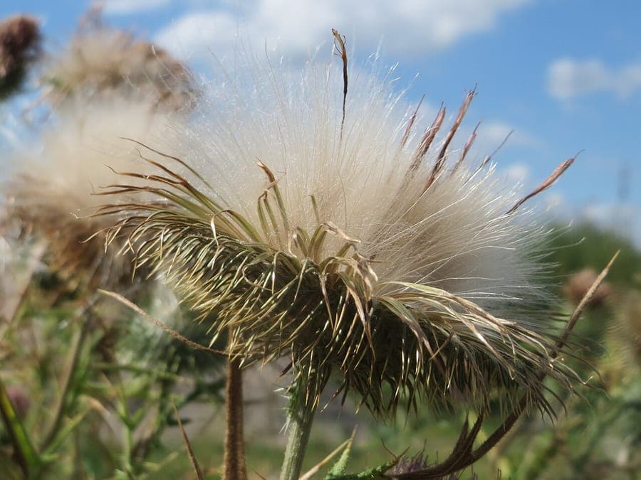 Lanzett-Kratzdistel mit charakteristischen purpurroten Blütenköpfen