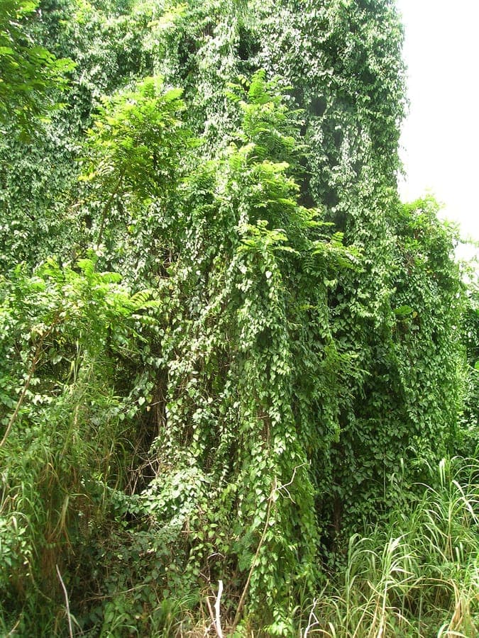 Cissus verticillata ranken en bladeren