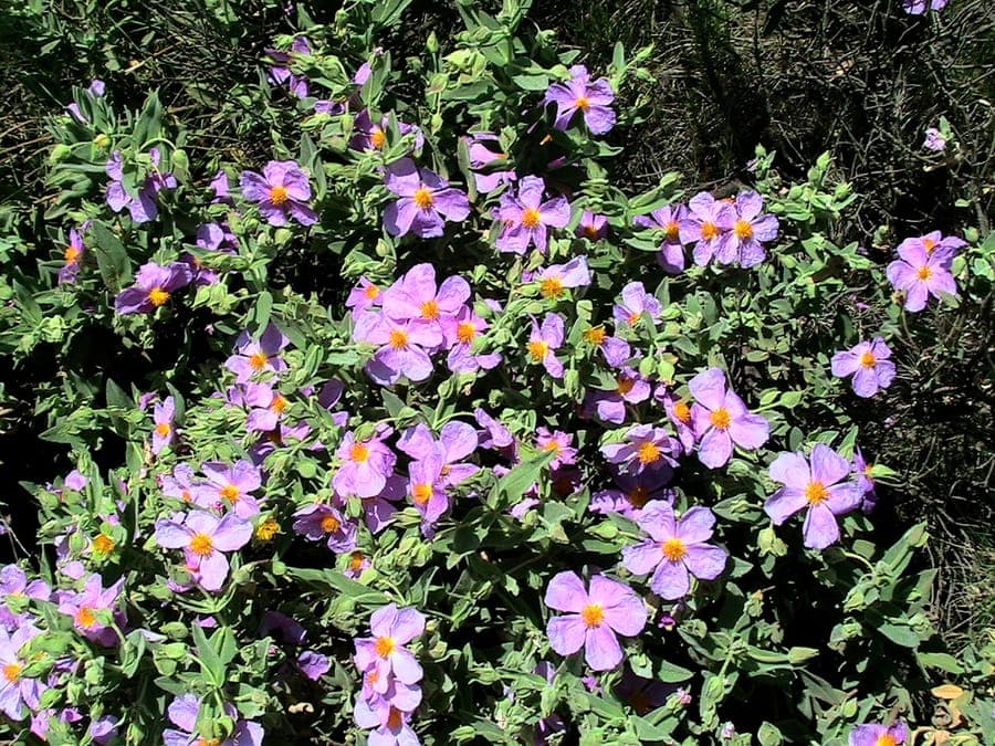 White-leaf rock-rose displaying purple flowers with yellow center stamens