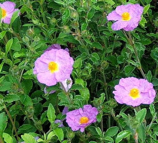 Cistus creticus with pink flowers