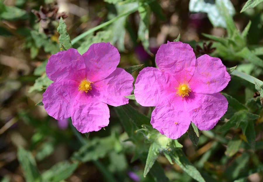 Cistus crispus showing vivid purple-pink flowers and wavy leaves in a Mediterranean garden setting