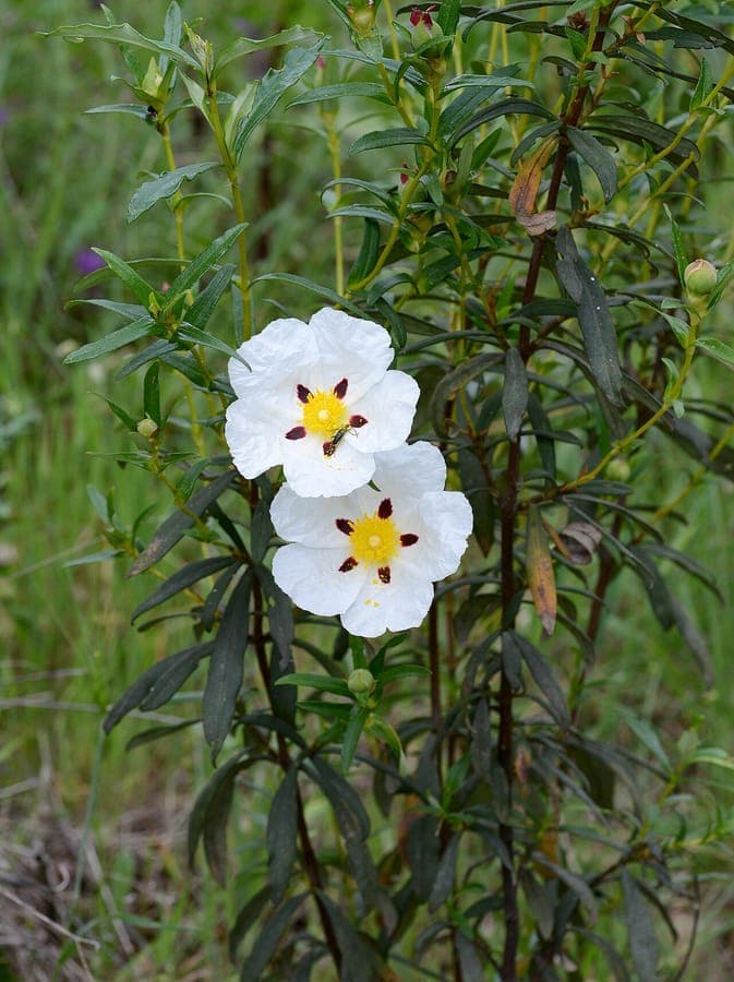 Witte bloemen van Cistus ladanifer met gele meeldraden