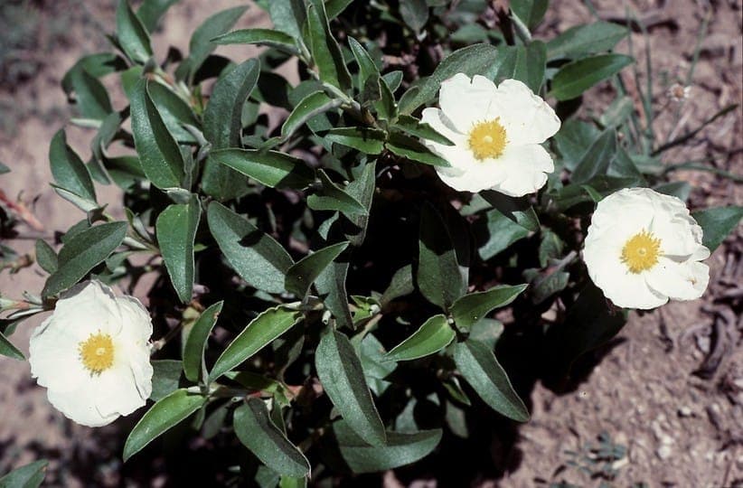 White flowers of Laurel-leaf cistus against green foliage in full sun