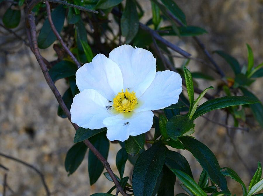 Montpelier rock-rose in full bloom on a sunny slope