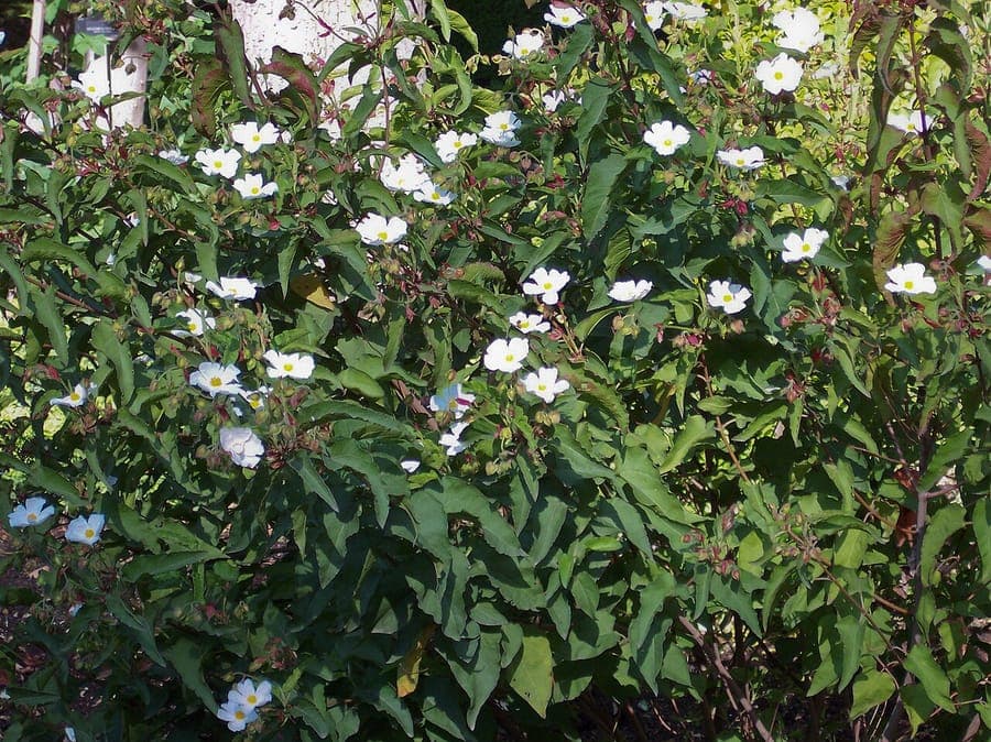 Cistus populifolius with white flowers and poplar-like foliage
