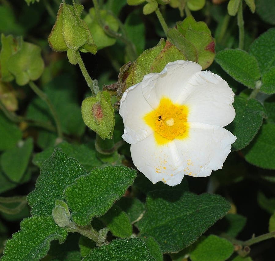 Cistus salviifolius mit weißen Blüten